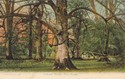 1006  -  Gritnam Woods, New Forest