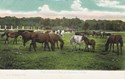 1312  -  New Forest Ponies at Markway Bridge