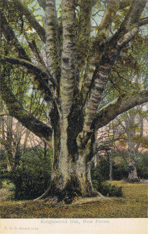 Knightwood Oak, New Forest