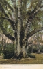1314  -  Knightwood Oak, New Forest