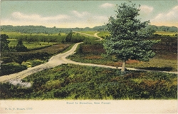 1392  -  Road to Beaulieu, New Forest