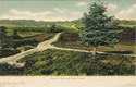 1392  -  Road to Beaulieu, New Forest