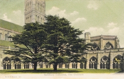 277  -  Salisbury Cathedral, The Cloisters