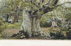 391  -  Burnham Beeches