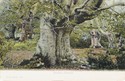 391  -  Burnham Beeches