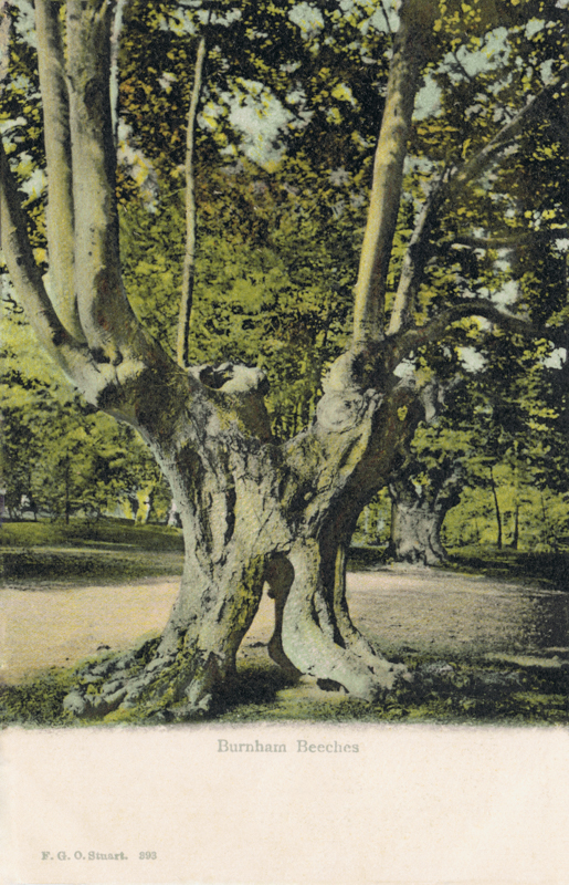 Burnham Beeches