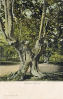 393  -  Burnham Beeches