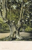 393  -  Burnham Beeches