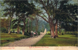 798  -  Road to Minstead, New Forest