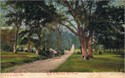 798  -  Road to Minstead, New Forest