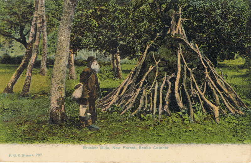 Brusher Mills, New Forest Snake Catcher