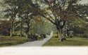 798  -  Road to Minstead, New Forest