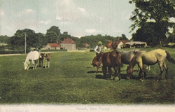 931  -  Brook, New Forest