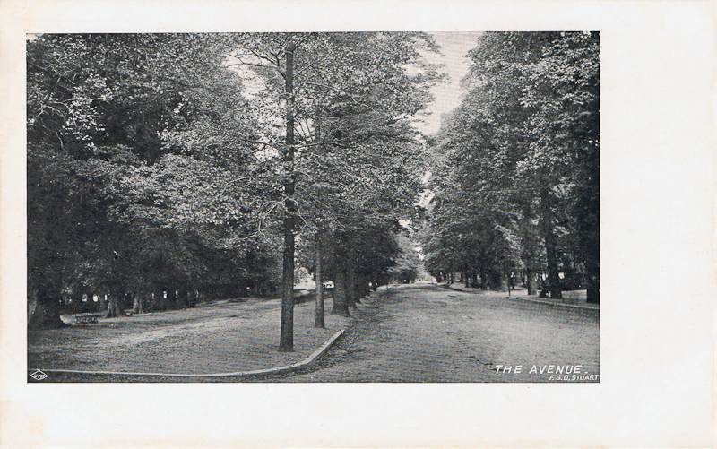 The Avenue