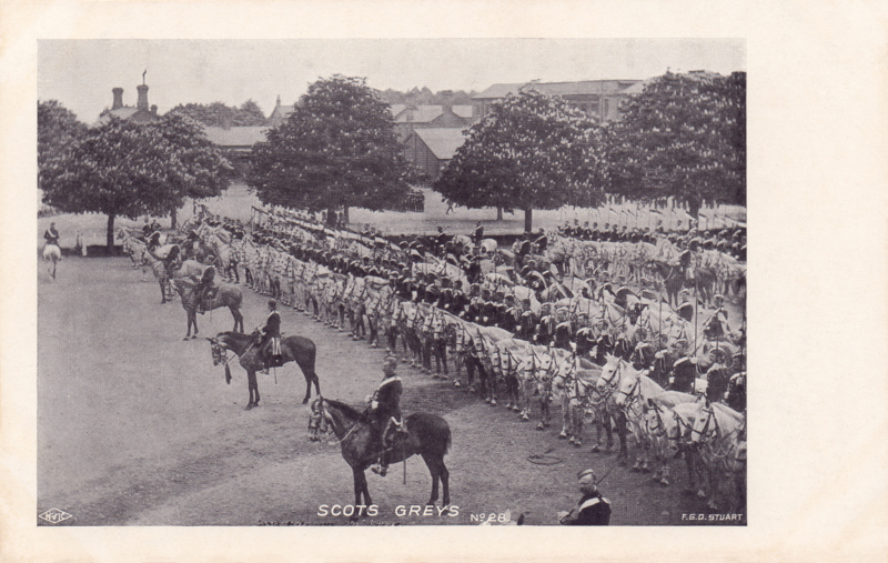 Scots Greys