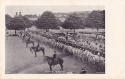 28  -  Scots Greys