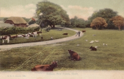 1029  -  Fritham, New Forest, Hants