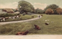 1029  -  Fritham, New Forest, Hants