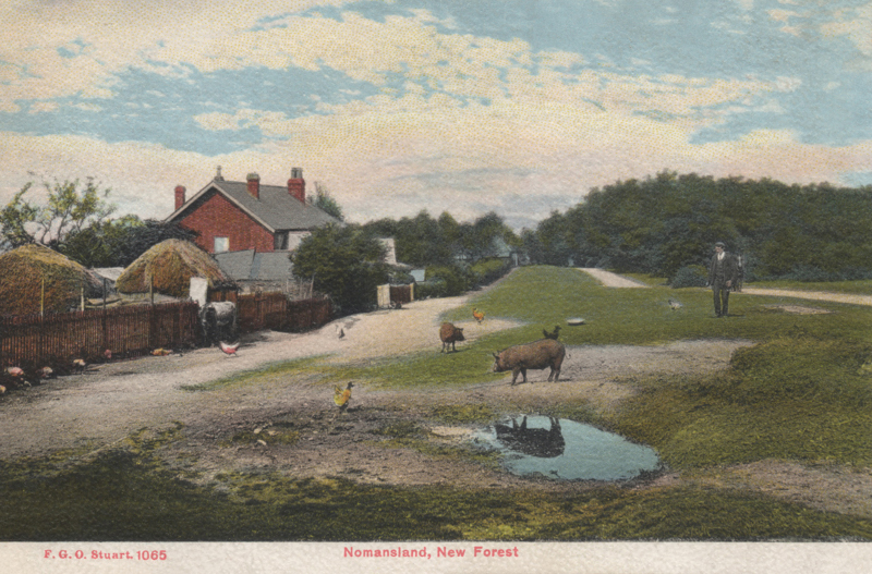 Nomansland, New Forest