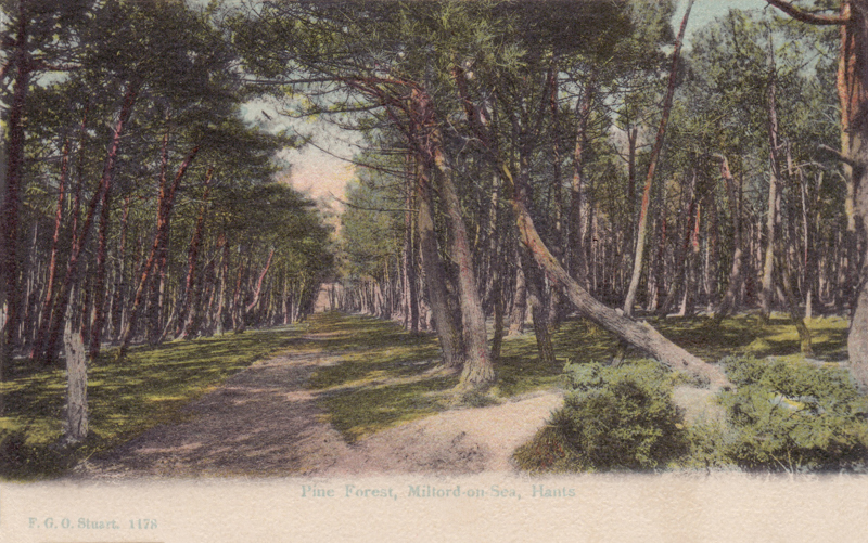 Pine Forest, Milford-on-Sea, Hants