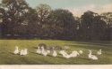 1589  -  Bramshaw Green, New Forest