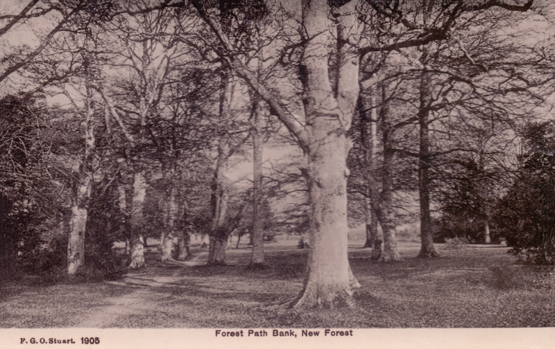 Forest Path Bank, New Forest