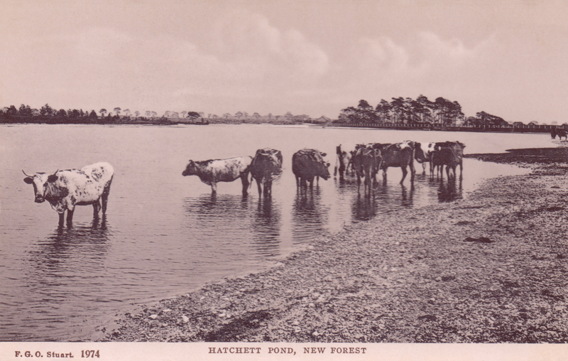 Hatchett Pond, New Forest