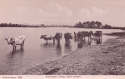 1974  -  Hatchett Pond, New Forest