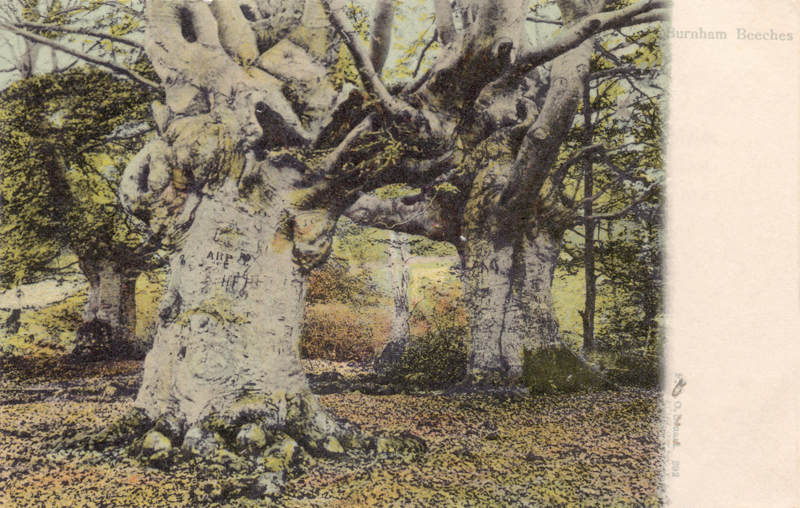 Burnham Beeches