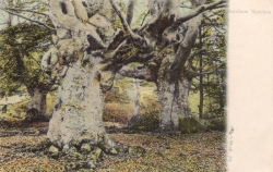 392  -  Burnham Beeches