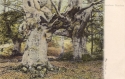 392  -  Burnham Beeches