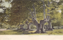 395  -  Burnham Beeches