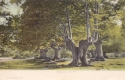 395  -  Burnham Beeches