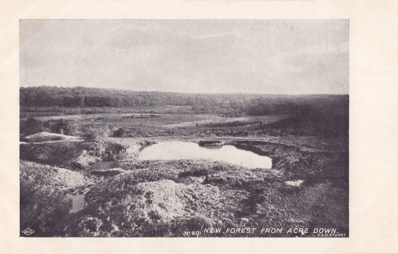 New Forest from Acre Down
