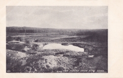 601  -  New Forest from Acre Down