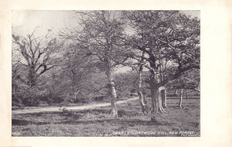 Oaks, Boldrewood Hill, New Forest