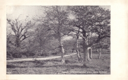 734  -  Oaks, Boldrewood Hill, New Forest