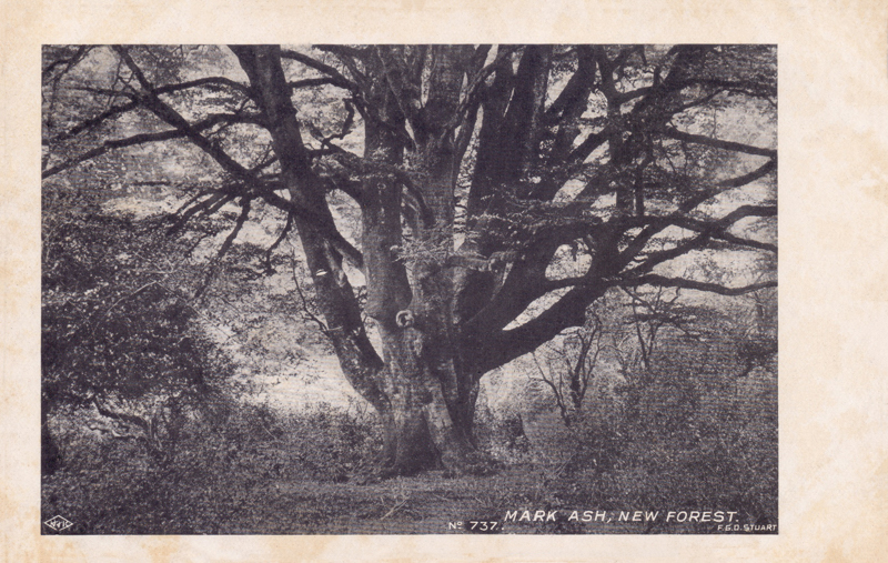 Mark Ash, New Forest