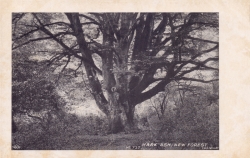 737  -  Mark Ash, New Forest