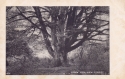 737  -  Mark Ash, New Forest