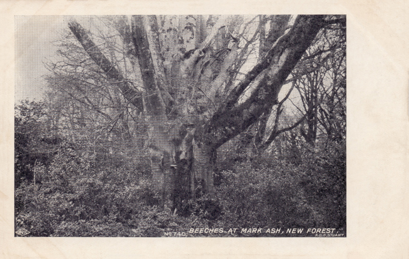 Beeches at Mark Ask, New Forest