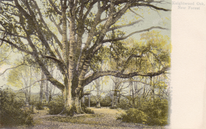 Knightwood Oak, New Forest